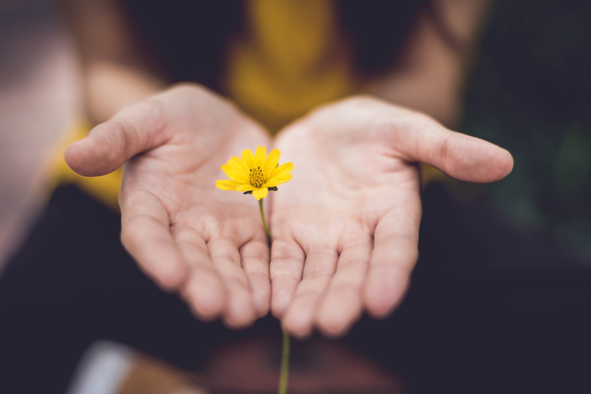 lina-trochez-ktPKyUs3Qjs-unsplash lina-trochez-ktPKyUs3Qjs-unsplash
